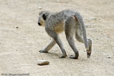 Grüne Meerkatzen (26 von 67).jpg